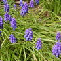 Grape_hyacinths