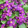 Primula__wanda_