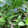 Omphalodes cappadocica