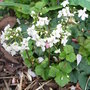 Cardamine_trifolia