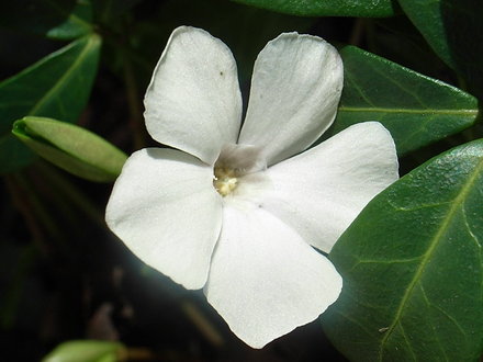 Vinca_minor__Alba_.jpg (Vinca minor)