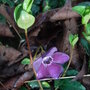 Vinca minor