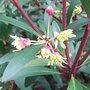 Drimys_lanceolata_-_close-up