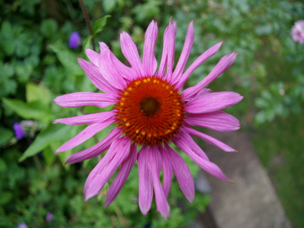 summer 2007 (Echinacea purpurea (Coneflower))