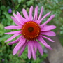 Echinacea purpurea (Coneflower)