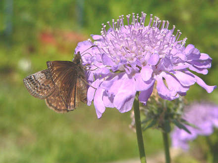 Scabiosa 