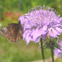 Duskywing_dreamy_i_think2_5-12-07_exc_med