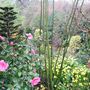 Pagoda_and_camelia