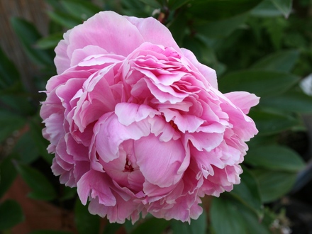 Peony (Paeonia)