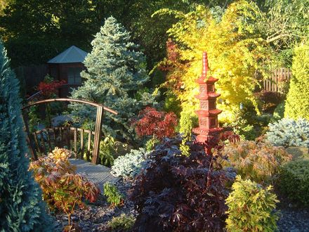 Acer Senkaki in Autumn - lower garden