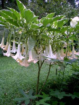 Variegated brugmansia
