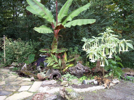 small tropical garden