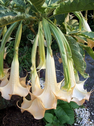 Variegated brugmansia blooms