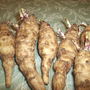 "Chitted" Jerusalem Artichokes