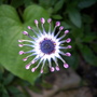 Fall_flowers_10-1-06_119
