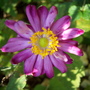 Fall anemone (Anemone x hybrida 'prince heinrich')