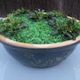 "Emerald City" alpine planter