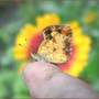 Pearl Crescent on Finger