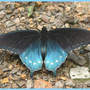 Pipipevine_st_driveway_7-12-06_exc_med
