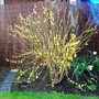 Forsythia (Forsythia x intermedia)