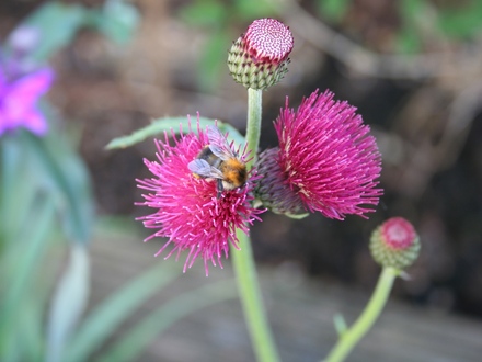 cirsium rivulare (Cirsium rivulare 'Atropurpureum')