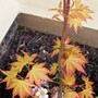 27_3_1.jpg (Acer palmatum)
