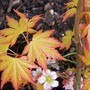 27_3_2.jpg (Acer palmatum)