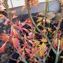 27_3_3.jpg (Acer palmatum)