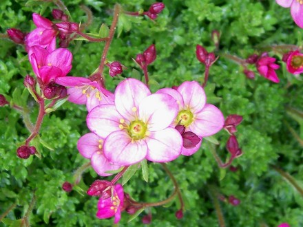 Saxifraga Flower Close up (Saxifraga x arendsii)