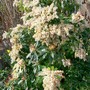 My Pride and Joy! (Pieris japonica (Lily of the valley bush))