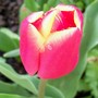 Tulip 'Balalaika' (Tulipa acuminata (Tulip))