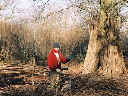 Coppicing hazel bean poles and pea sticks