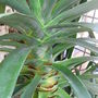 Dracena 'Draco' (Dracaena draco (Dragon Tree))