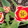 01ang.jpg (Tulipa acuminata (Tulip))