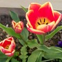 03ang.jpg (Tulipa acuminata (Tulip))