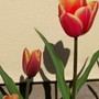 05ang.jpg (Tulipa acuminata (Tulip))