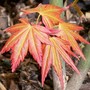 Acer 'Sango-Kaku'  (Acer palmatum)