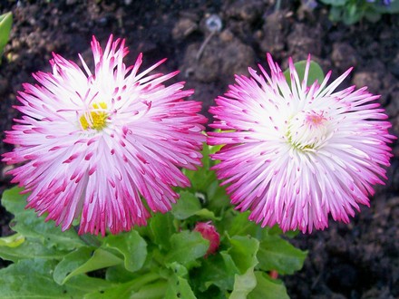Bellis Daisy 'Habanera Mixed' (Bellis perennis (Common Daisy))