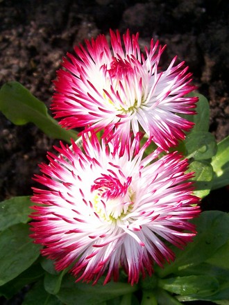 Bellis Daisy 'Habanera Mixed' (Bellis perennis (Common Daisy))