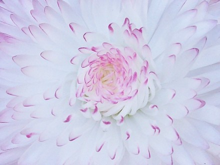 Bellis Daisy - close up! (Bellis perennis (Common Daisy))