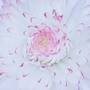 Bellis Daisy - close up! (Bellis perennis (Common Daisy))