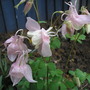 aquilegia (aquilegia)