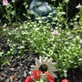 Brandon_s_plant