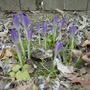 More crocus