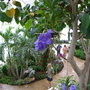 Wisley
