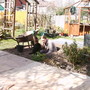 A garden flower photo