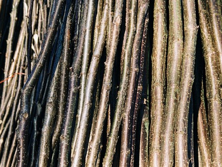 hazel poles