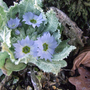 Primula bhutanica