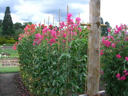 Wisley
