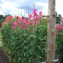 Wisley2